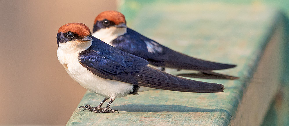 Wire-tailed Swallow